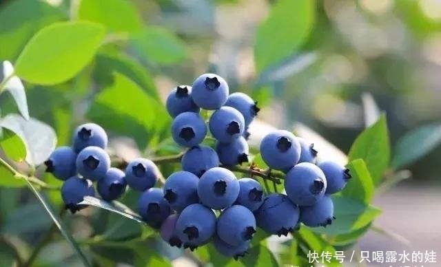 云莓|三种芬兰的水果,蓝莓、越橘、云莓,常吃对身体很好