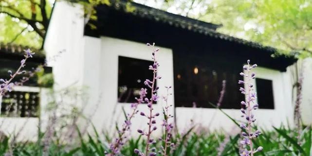  辰山植物园|好看！这才是松江夏天的正确打开方式