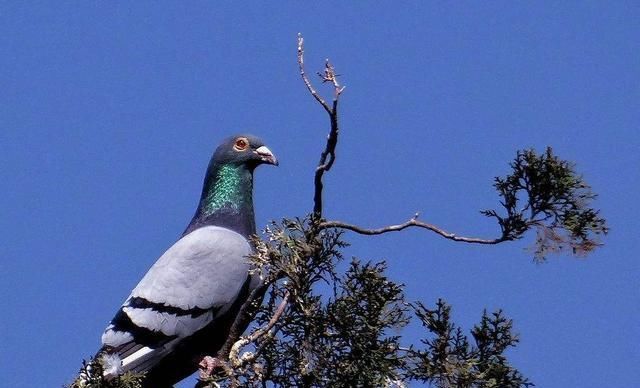  膘肥体壮|想让赛鸽更健壮？喂食这几样东西保准你的鸽子膘肥体壮