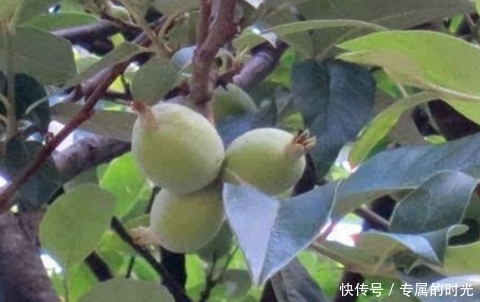 野果|山里的一种野果,肠道的清洁剂,餐后吃一个,排油祛脂能调理脾胃