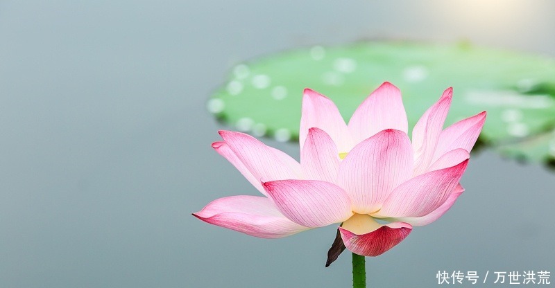  事业|8月初，喜鹊叫不停，添丁添福大运来，翻身变富豪的3生肖