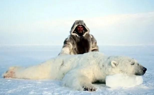  合法|有钱人花上33万，就可以在加拿大合法杀死一只北极熊