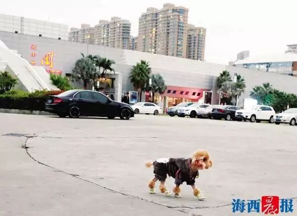 市民|事发狐尾山公园！一男一女“禁区”遛狗不听劝还打人！警方已介入调查