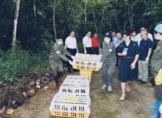 放生|豹猫、红隼、果子狸......在南宁的公园里遇到它们别激动