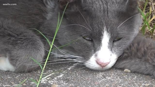  主人|猫咪爱偷邻居内衣裤，被抓后还一脸不在乎！主人惭愧道歉