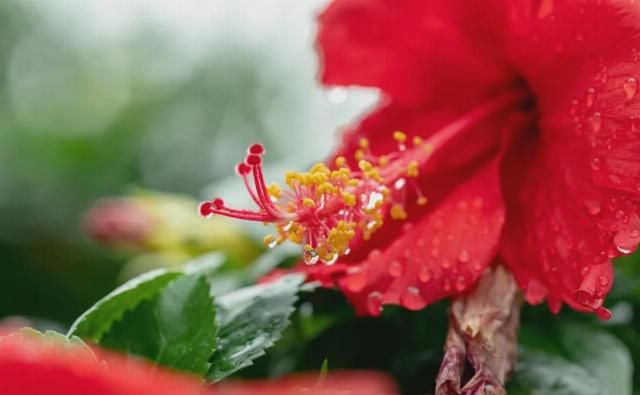 国宴|国宴名菜竟这么简单!10块钱搞定,好吃到拍手叫绝!