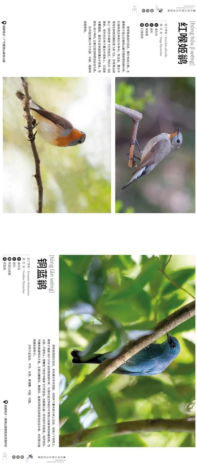 野生鸟类|艺术照曝光!肇庆竟藏有这么多野生“精灵”,很多没见过……