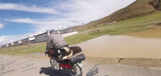  走失|新藏线挑战第二十七天，边牧“拉萨”被主人领走，希望它不再走失