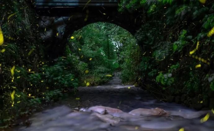  梦幻|超梦幻！西湖边的萤火虫你见过吗？这个地方还有1500亩的萤火虫公园！