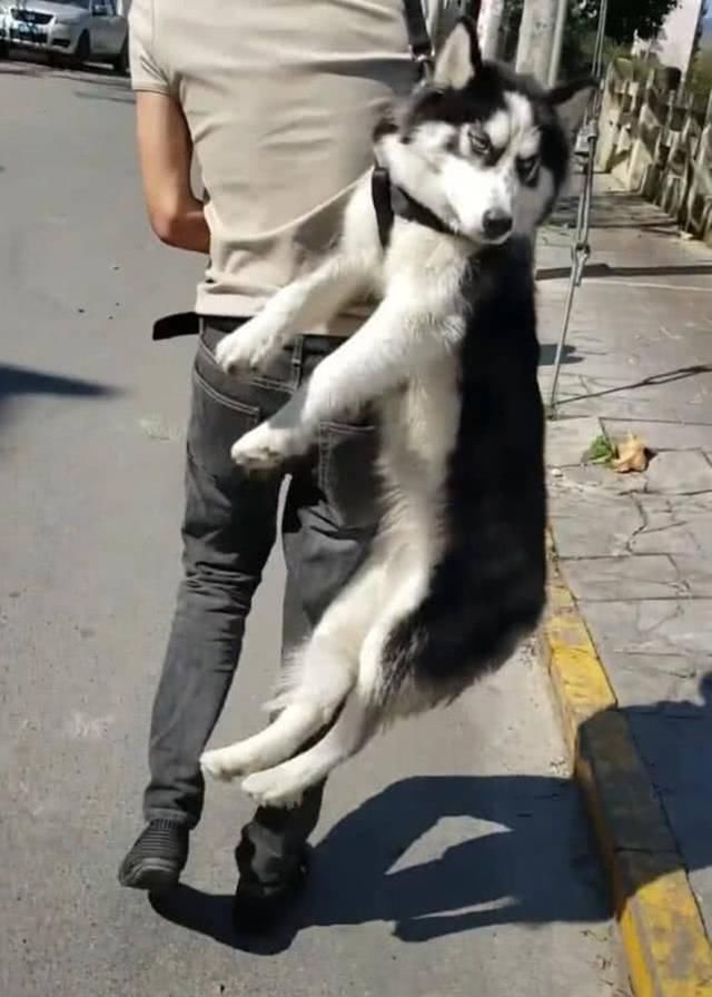  回家|二哈耍赖不回家，被主人一把挂肩上，二哈：铲屎的快被勒死了