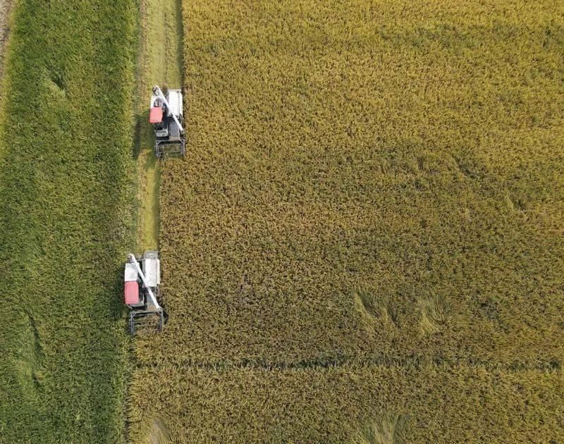 收割水稻|中国政府网关注颍上：水稻成熟收割忙