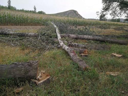 凉城县公安|乌兰察布市凉城县侦破滥伐林木案