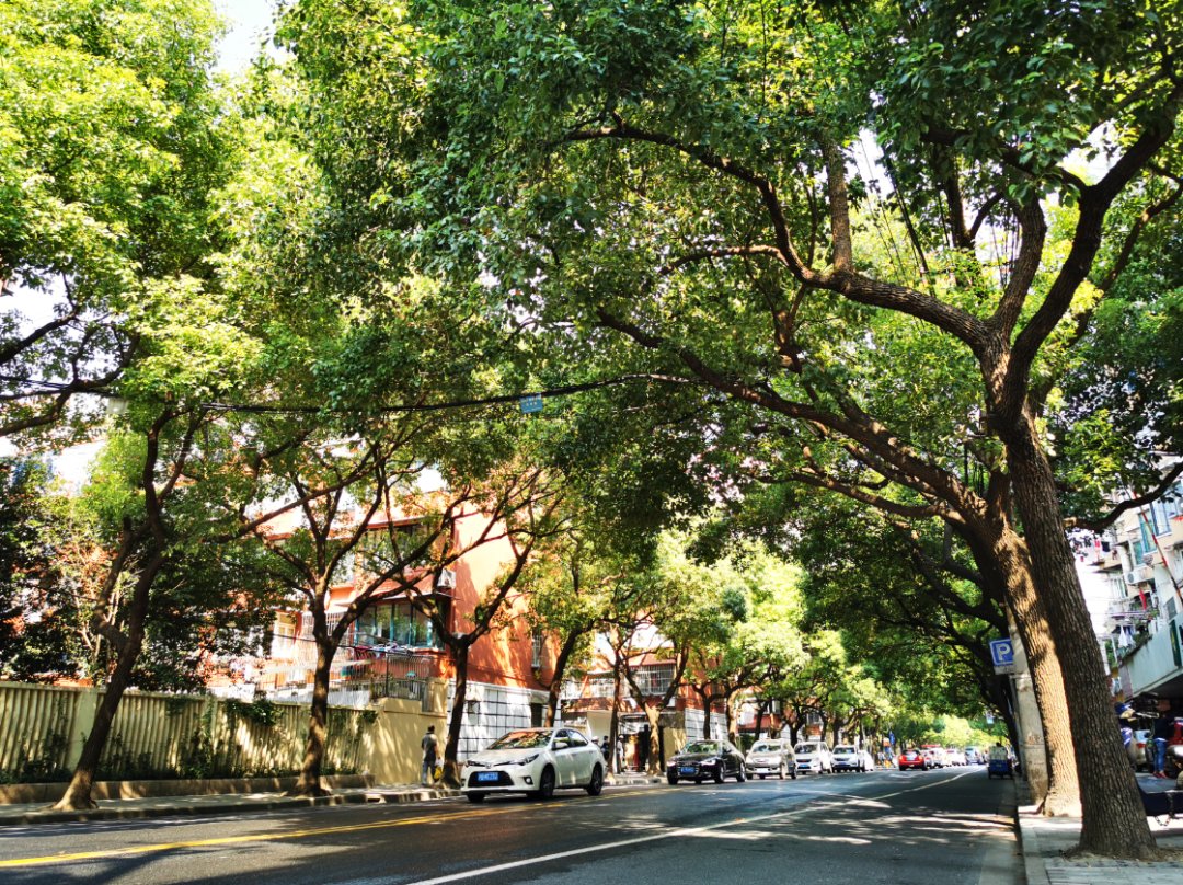 普陀|普陀林荫道“全家福”又添新成员!这两条道路在你家附近吗?