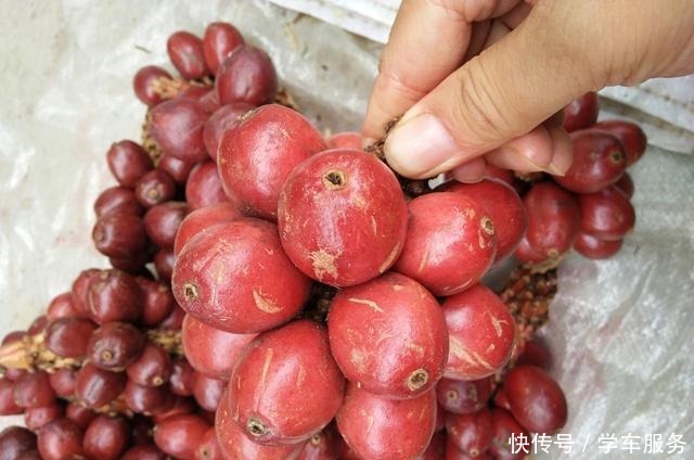 殊不知|这种长在地上的红枣,很多人以为有毒,殊不知是名贵“香果之王”