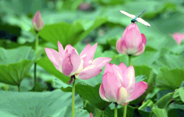  南平|南平 | 这五个25°C的古村落，又美又凉爽~