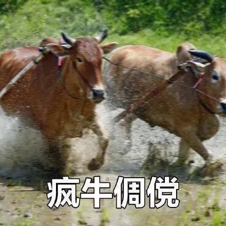  发狂|吓人！1200斤大黄牛宰杀前一秒发狂…狙击枪都用上了