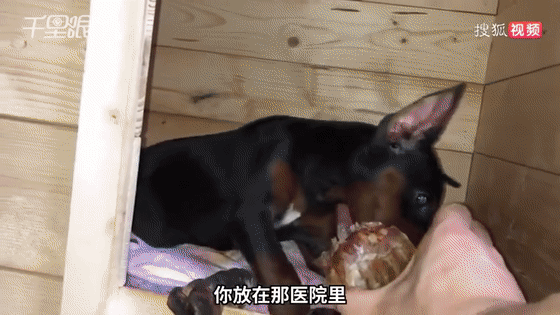 假期|神操作！男子假期出游，雇“跑腿小哥”到家里遛狗…