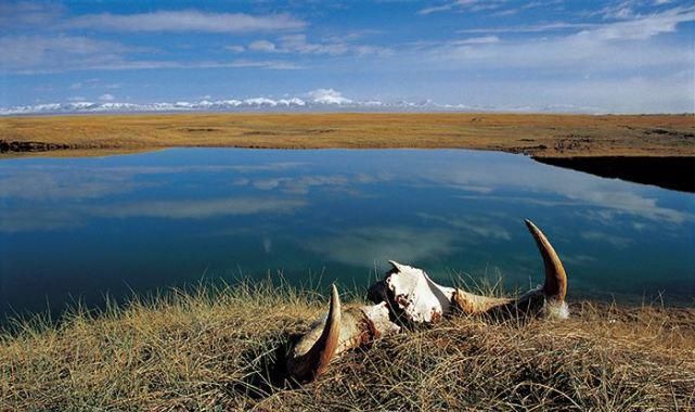  独自|她去可可西里就是为了死？女孩是飞行员专业，曾独自去非洲