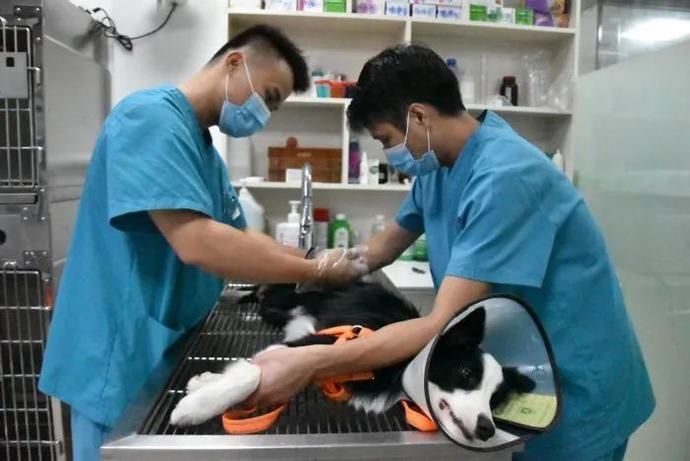  宠物|在玉林，宠物看病比人贵？！记者走访揭开这些“内幕”！