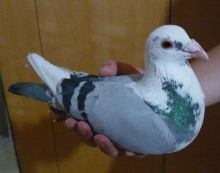 天落|天落鸟配对，怎么可以达到更好的效果？