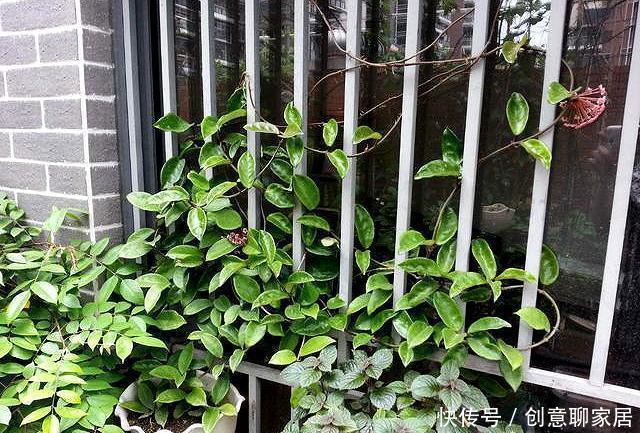  阳台上|夏季阳台就种它，花型像篮球，好养如绿萝，跟着养护专家学起来吧