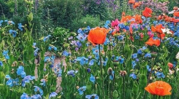 美景|夏日炎热，旅游无处可去？不如到冰与火中绽放的冰岛收割美景吧