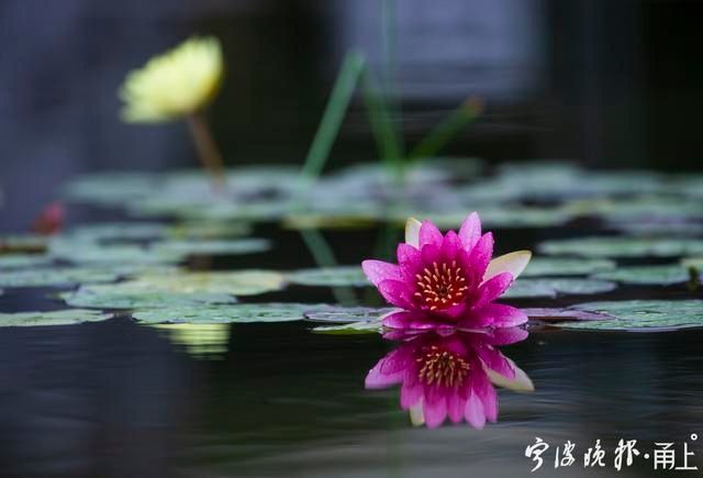  睡莲|甬城出梅日，盛夏赏睡莲