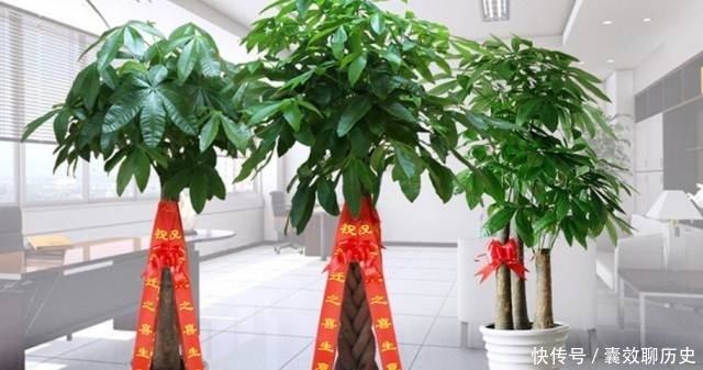 种植|发财树种植和养殖方法大全!