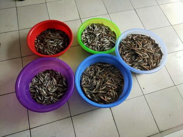 捕鱼|森林公安破获两起禁渔期在保护区使用禁猎工具非法捕鱼案