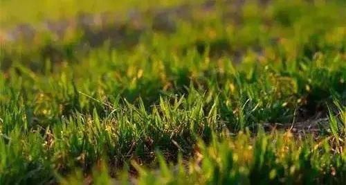 药害|除草剂对作物的药害以及除草剂安全剂的使用！