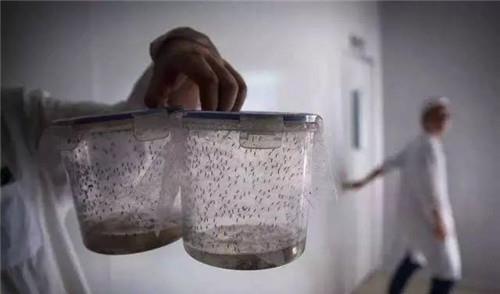 工厂|世界上最大的蚊子工厂,每周培育500万只蚊子并放生,就在广东省