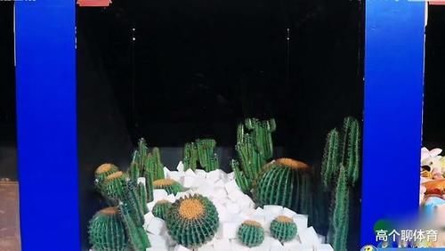  恐怖箱内|恐怖箱揭晓那一刻，就知道杨颖不会掉下去，沙溢一句话说出了关键