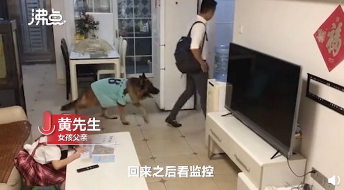 爸妈|狗子听到家长进门提醒女孩写作业，网友：我爸妈一般摸电视烫不烫
