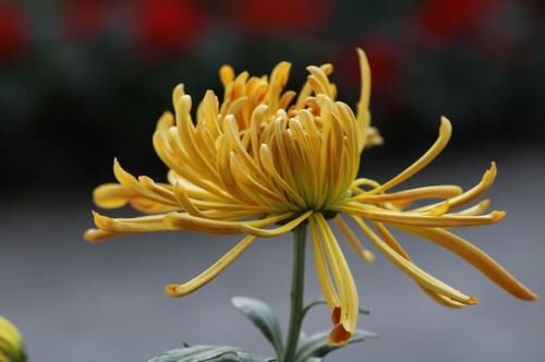 生肖龙|桃花落入心间，邂逅真爱，千里姻缘一线牵的4大生肖