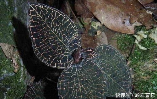 农村|农村这种罕见的“金草”,有抗衰老、养肝护肝、的作用