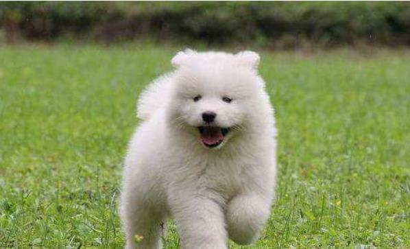 福气狗过了50岁,一定要花一分钟好好看看