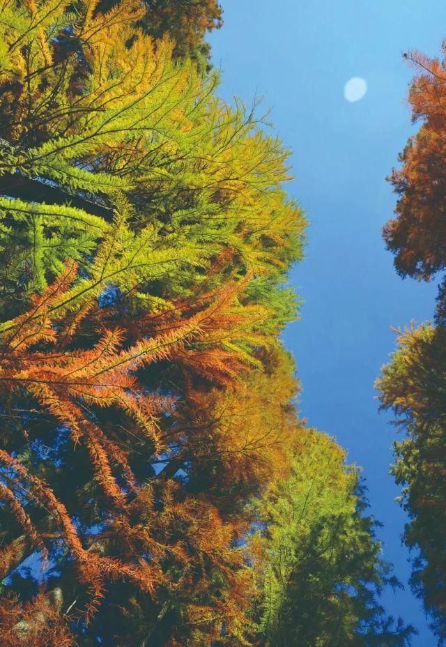 生长|云之南，一个生生不息、万物生长的地方