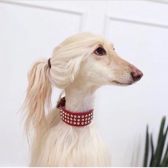 图片|22张图片记录狗狗的日常:第一次吃到了柠檬的狗子