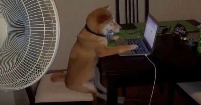  讨生活|柴柴超可爱！我们小狗讨生活可不易了！