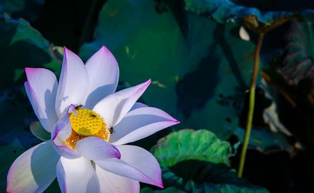  越来越|7月开始事业发达，运势如龙，财来运转，日子幸福的四生肖