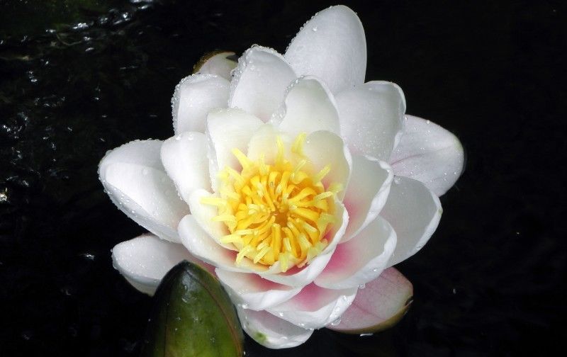  运势|8月开始运势一路走旺，财气进门，富贵荣华的四大属相