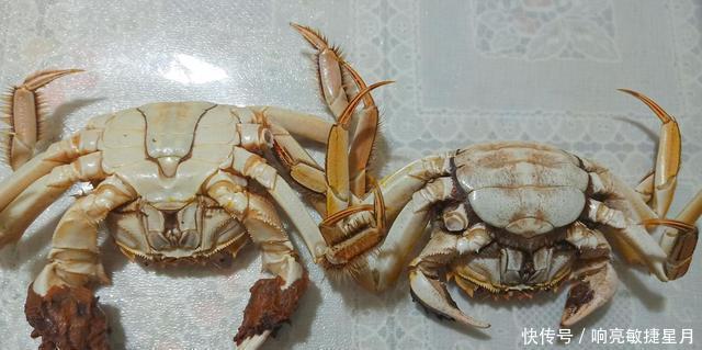 不错|今年你吃螃蟹了吗我已经吃了两次了,味道还不错