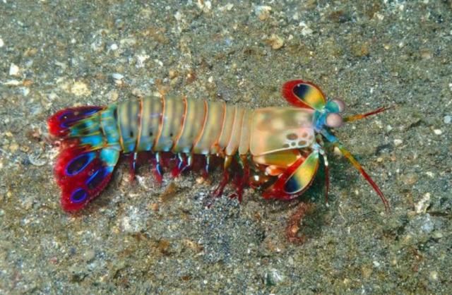 鱼缸|世界上最厉害的虾，运送需要防弹鱼缸，堪称打遍海洋无敌手！