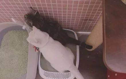  姿势|猫咪拉粑粑的奇葩姿势，忍住不要笑，铲屎的要面子的啊