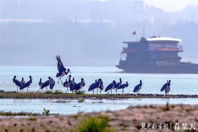直线距离|这种鸟会吃成个胖子，飞成个瘦子，一口气能飞上万公里……