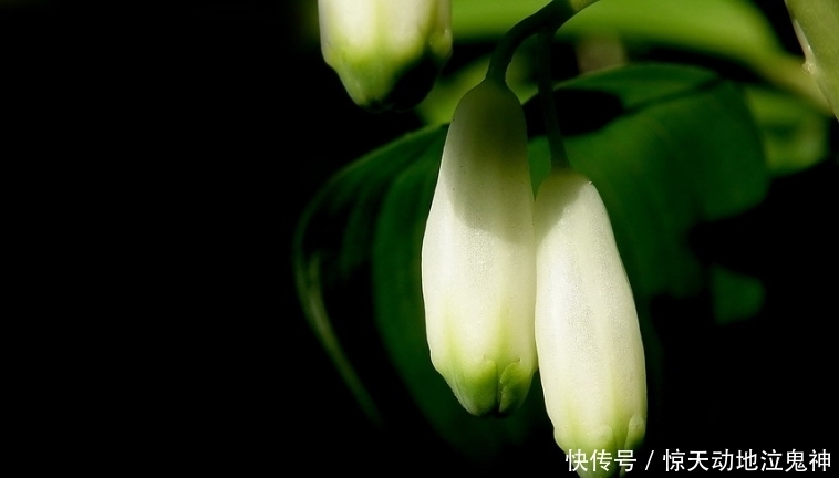  环境|此花不仅可以美观绿化环境，药用价值也极高，代表着高雅和纯洁