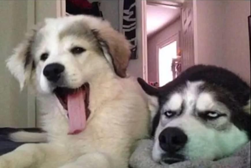 表情|二哈拆家毁物,主人找来了金毛管教二哈,结果二哈的表情亮了