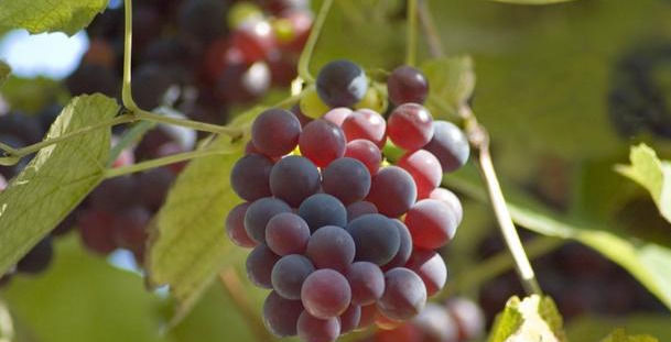  增强|人到中年想长寿，推荐常吃以下食物，补充营养，增强身体免疫力