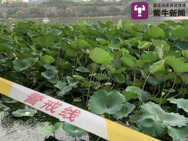 偷采|南京玄武湖“网红”并蒂莲蓬被偷采，男子被罚款200元