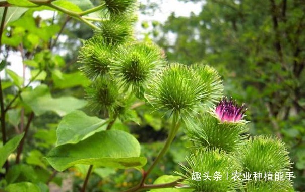 播种|牛蒡有“东洋参”的美誉,营养丰富,掌握四点,种出优质的牛蒡